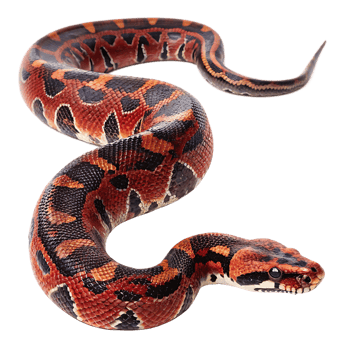 Striking Red and Black Snake in Profile png
