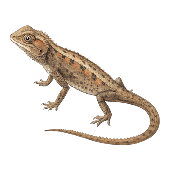 Detailed illustration of a young lizard, perfect for educational resources. png