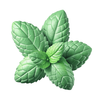 elegant creative Mint Leaves Isolated exclusive png