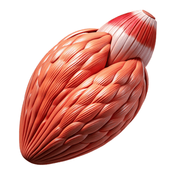 vibrant rustic Muscle Fiber Microscopic View Isolated Cutout png