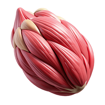 elegant artistic Muscle Fiber Microscopic View Isolated Cutout professional png