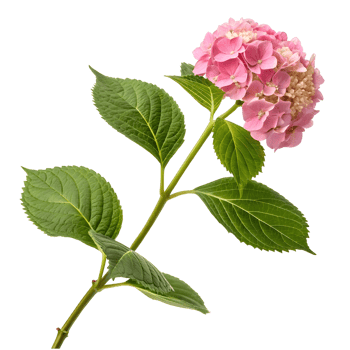 Pink hydrangea flower with lush green leaves under bright lighting png
