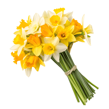 Bright yellow and white daffodils arranged in a lovely bouquet for spring png