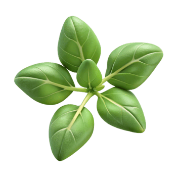 magnificent vintage Oregano Sprig Cutout Transparent Background genuine png