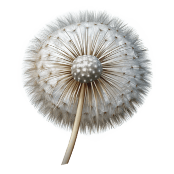 magnificent vintage Realistic Dandelion Seed Head Transparent Background png
