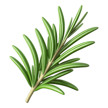 impressive rustic Rosemary Sprig Cutout with Aromatic Detail original png