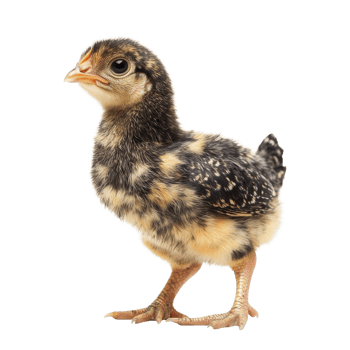 Adorable Speckled Chicken Chick on transparent background. png