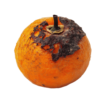 Rotten Fruit Close Up Detail on transparent background. png