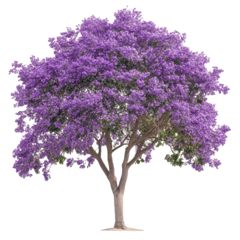 Stunning Jacaranda Tree in Full Bloom on transparent background. png