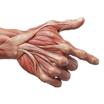 Hand Pointing Intricate Detail on transparent background. png