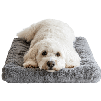 Fluffy Dog Resting Comfortably on transparent background. png