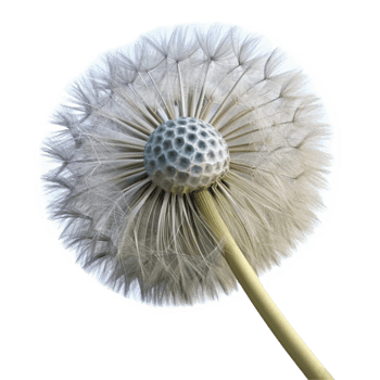 magnificent modern Single Dandelion Seed Head Transparent Element genuine png