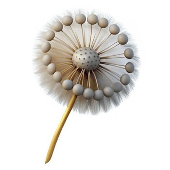 vibrant minimalist Single Dandelion Seedhead with Seeds Isolated original png