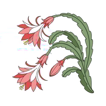 Plant Zygocactus on White Background vector