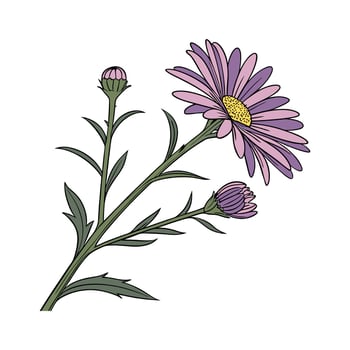 Michaelmas Daisy Illustration on White vector