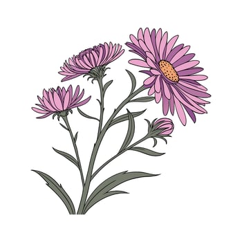 Beautiful Michaelmas Daisy Illustration vector