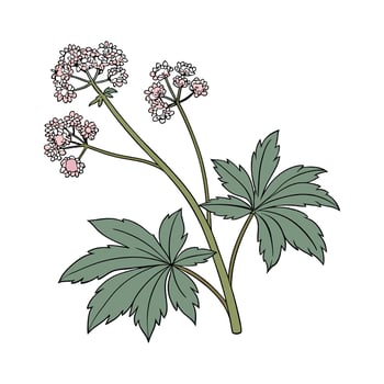 Mukdenia Plant Illustration on White vector