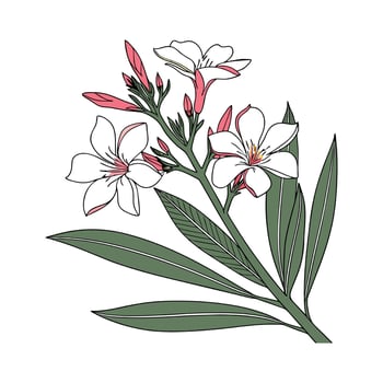 Stylish Nerium Oleander Illustration vector
