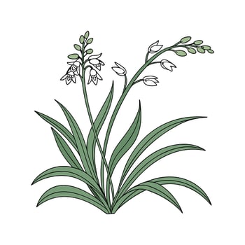 Elegant Ophiopogon Foliage on a White Canvas vector