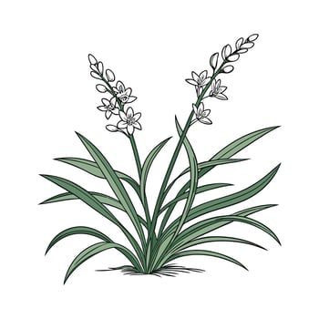 Lush Ophiopogon Leaves on White Background vector