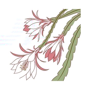 Stunning Epiphyllum Orchid Cactus on White vector