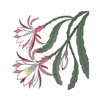 Exquisite Epiphyllum Orchid Cactus on White vector