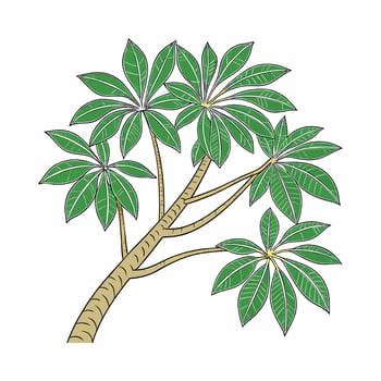 Exquisite Pachira Aquatica on Bright White Canvas vector
