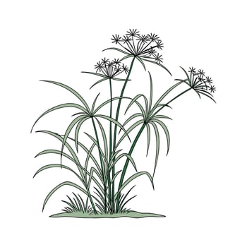 Elegant Cyperus Papyrus on Clean White Background vector