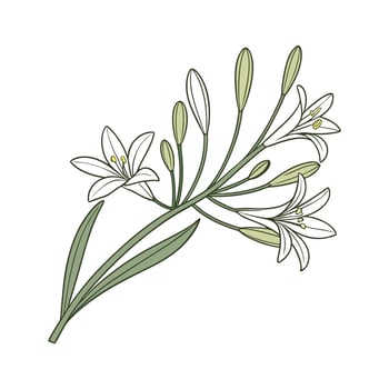 Elegant Euphorbia Tirucalli on Clean White Surface vector