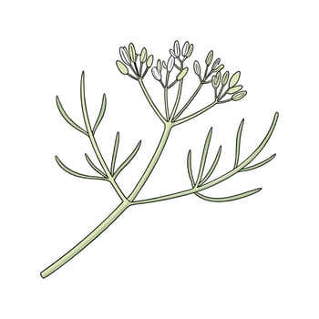 Vibrant Euphorbia Tirucalli on Clean White Background vector