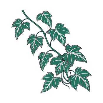 Stunning Philodendron Plant on Clean White Background vector