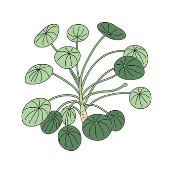 Elegant Chinese Money Plant on Clean White Surface vector