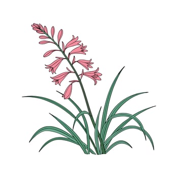 Stunning Pink Quill Plant Displayed on Clean White vector