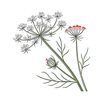 Charming Queen Annes Lace on Bright White Canvas vector