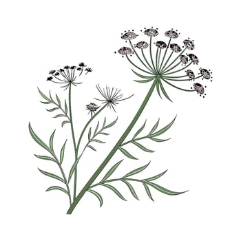 Elegant Queen Annes Lace on Clean White Surface vector
