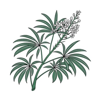 Elegant Rhapis Palm Plant Illustration vector