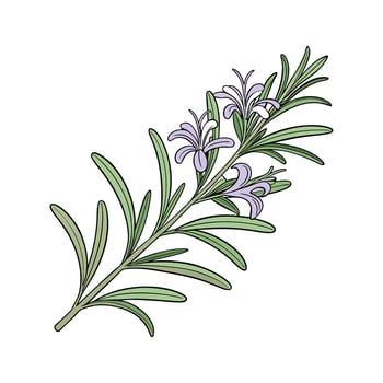Fresh Rosemary Plant with Aromatic Leaves vector