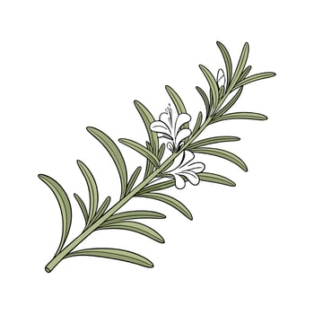 Stunning Rosemary Plant with Green Leaves vector