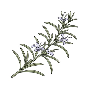 Stunning Rosemary Salvia Rosmarinus Illustration vector