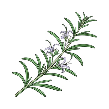 Charming Rosemary Salvia Rosmarinus Art vector