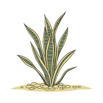 Charming Sansevieria Laurence Laurentii Plant Illustration vector