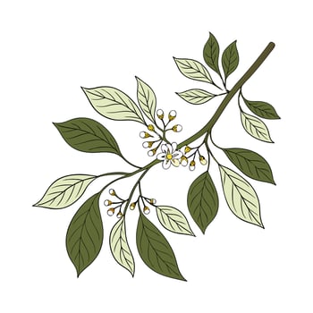 Beautiful Sassafras Plant on White vector