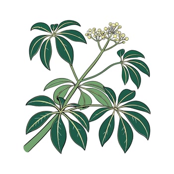 Stunning Schefflera Amate on White vector