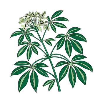 Vibrant Schefflera Plant on White vector