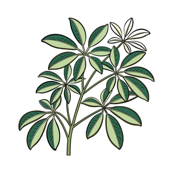 Elegant Schefflera Plant Display vector