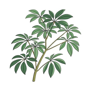 Charming Schefflera Plant on White vector