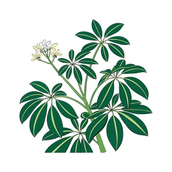 Stunning Schefflera Plant on White vector