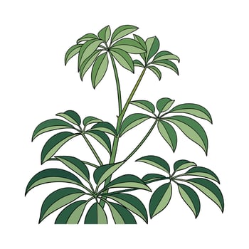 Elegant Schefflera Plant on White vector
