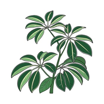 Stunning Schefflera Plant Illustration vector