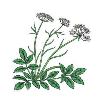 Stunning Sedum Plant on White vector